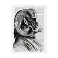 thumbnail image 1 of Trademark Fine Art 'Bighorn Sheep In Suit' Canvas Art by Fab Funky, 1 of 3