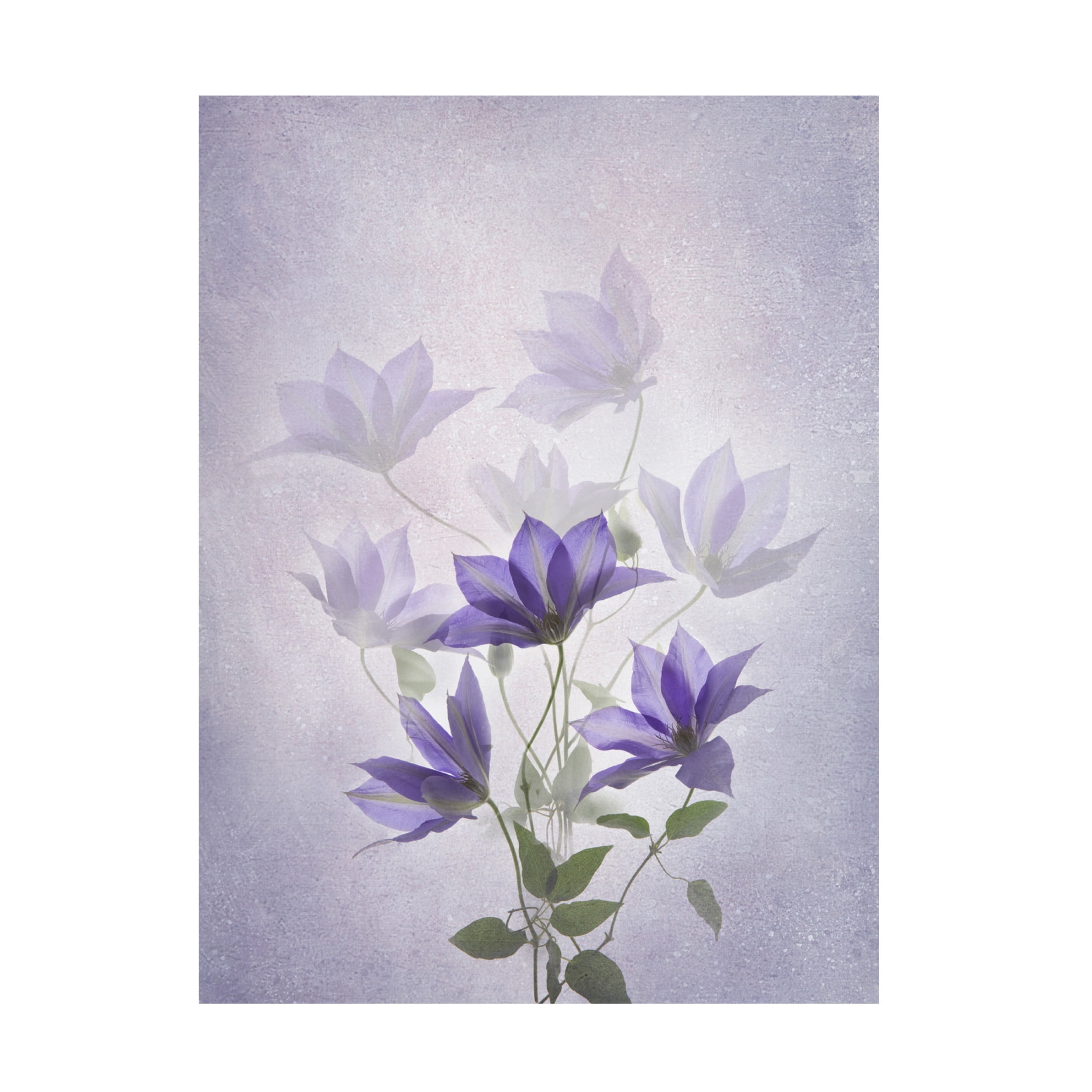 Trademark Fine Art Binbin L  Purple Clematis Canvas Wall Art