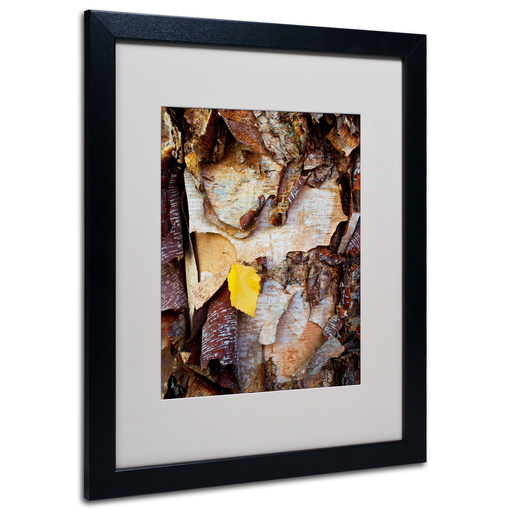 Trademark Fine Art "Birch Leaf" Canvas Art by Kurt Shaffer, Black Frame