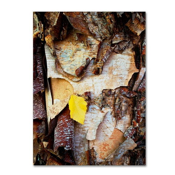 Trademark Fine Art "Birch Leaf" Canvas Art by Kurt Shaffer