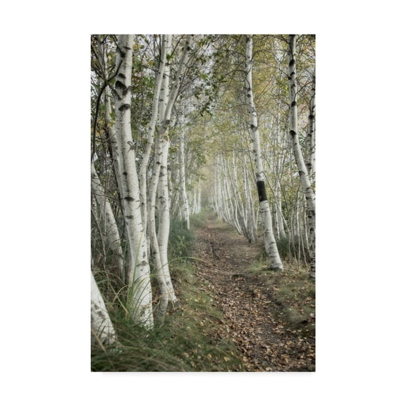 Trademark Fine Art 'Birch Trail' Canvas Art by Natalie Mikaels