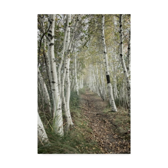 Trademark Fine Art 'Birch Trail' Canvas Art by Natalie Mikaels