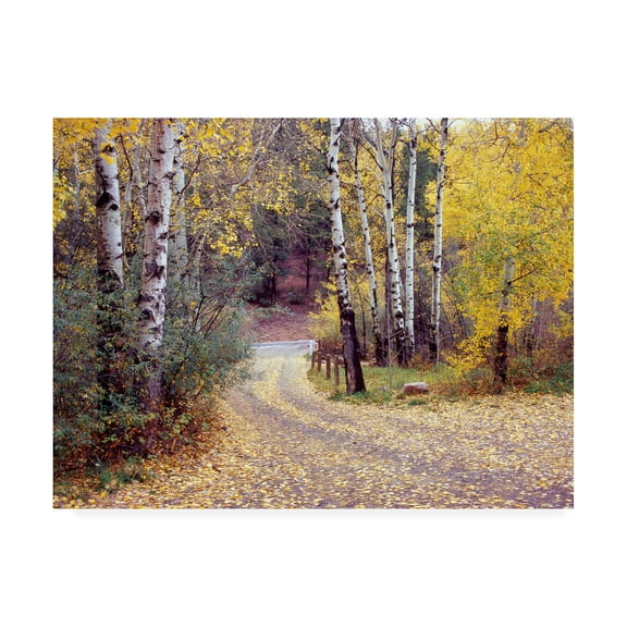 Trademark Fine Art 'Birch Tree Drive Fence And Road Santa Fe New Mexico' Canvas Art by Monte Nagler