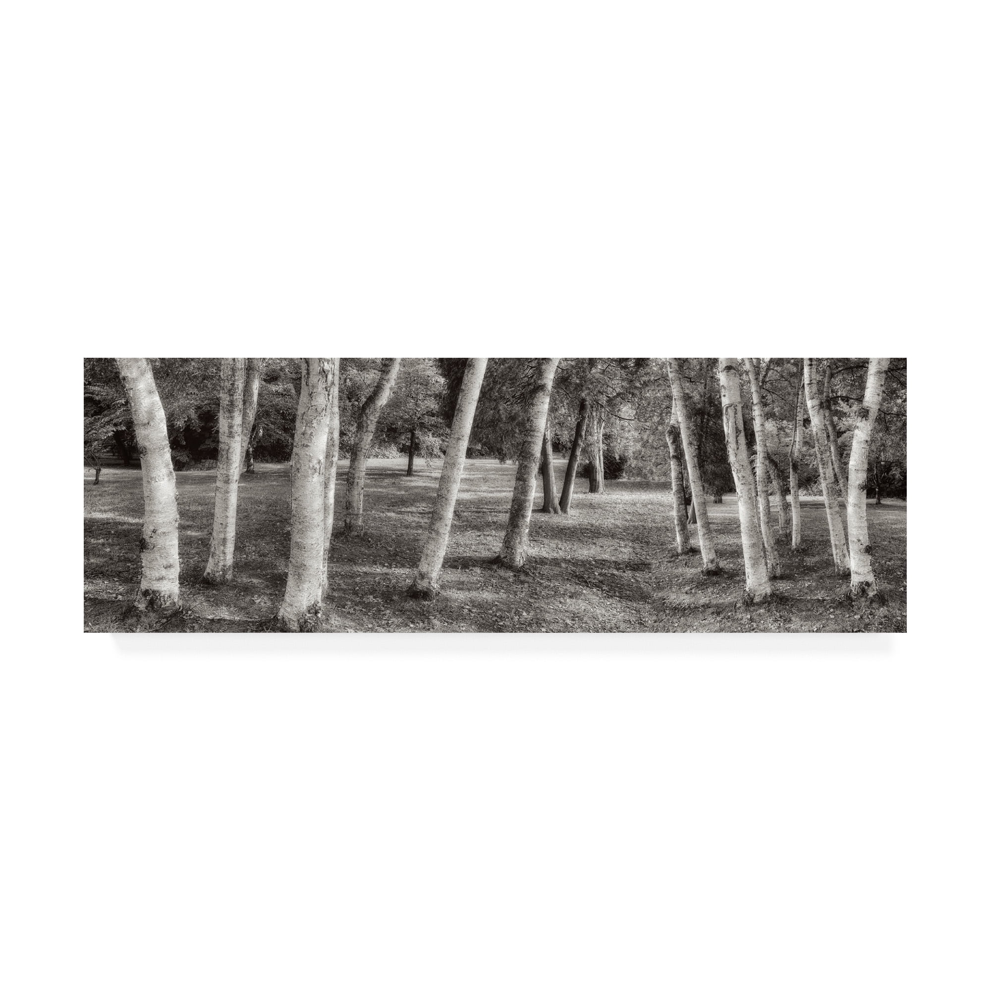 Trademark Fine Art 'Birch Trees No.1' Canvas Art by Alan Blaustei