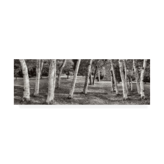 Trademark Fine Art 'Birch Trees No.1' Canvas Art by Alan Blaustei