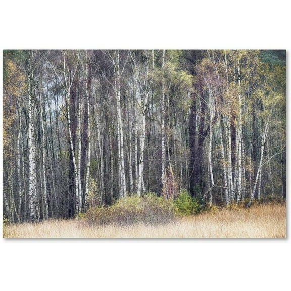 Trademark Fine Art 'Birches' Canvas Art by Cora Niele