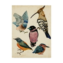 Trademark Fine Art 'Bird Collection I' Canvas Art by Melissa Wang