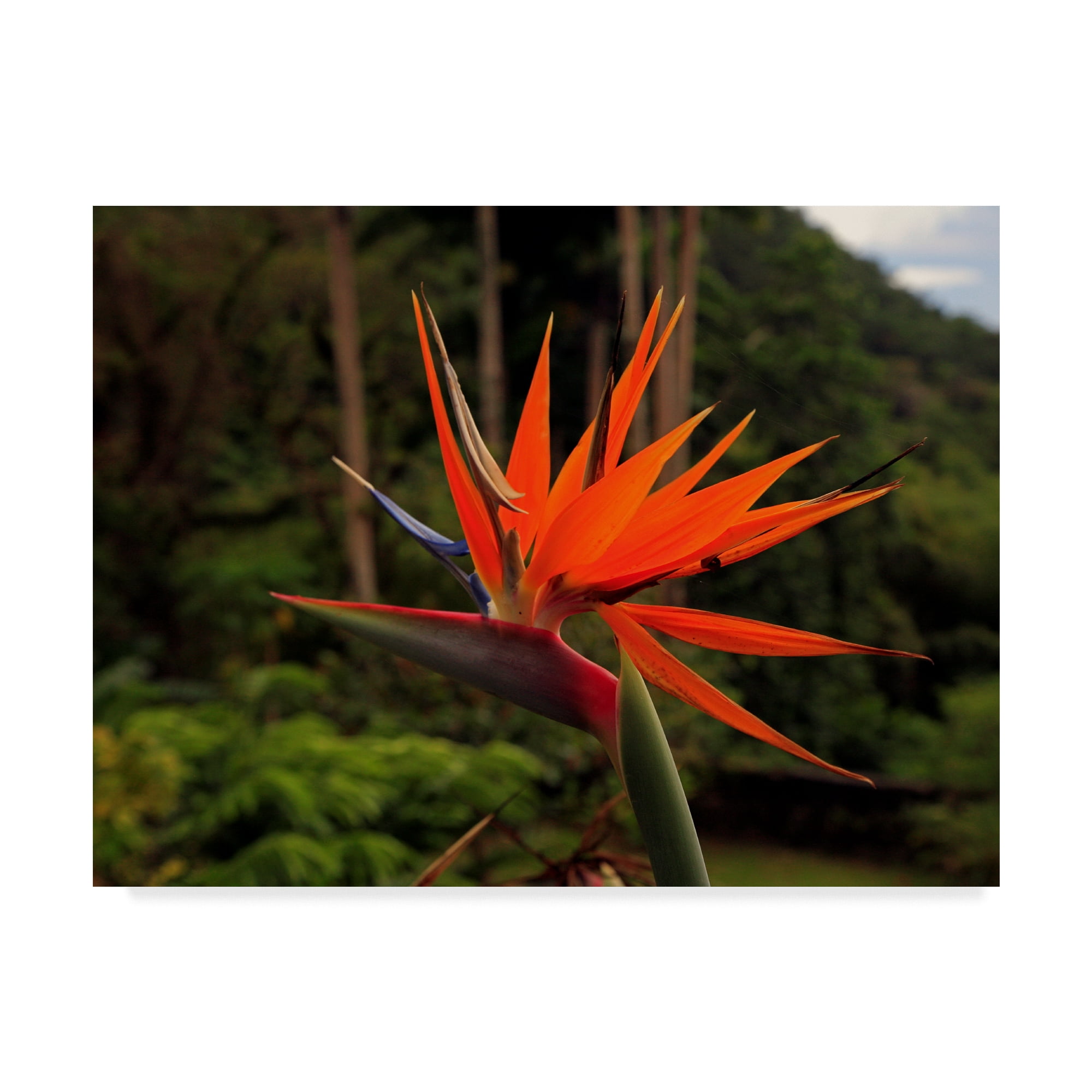Red Bird of Paradise Canvas Art, 18" x 24"