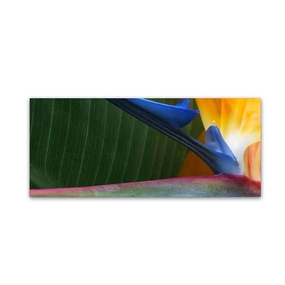 Trademark Fine Art "Bird of Paradise Abstract" Canvas Art by Kurt Shaffer