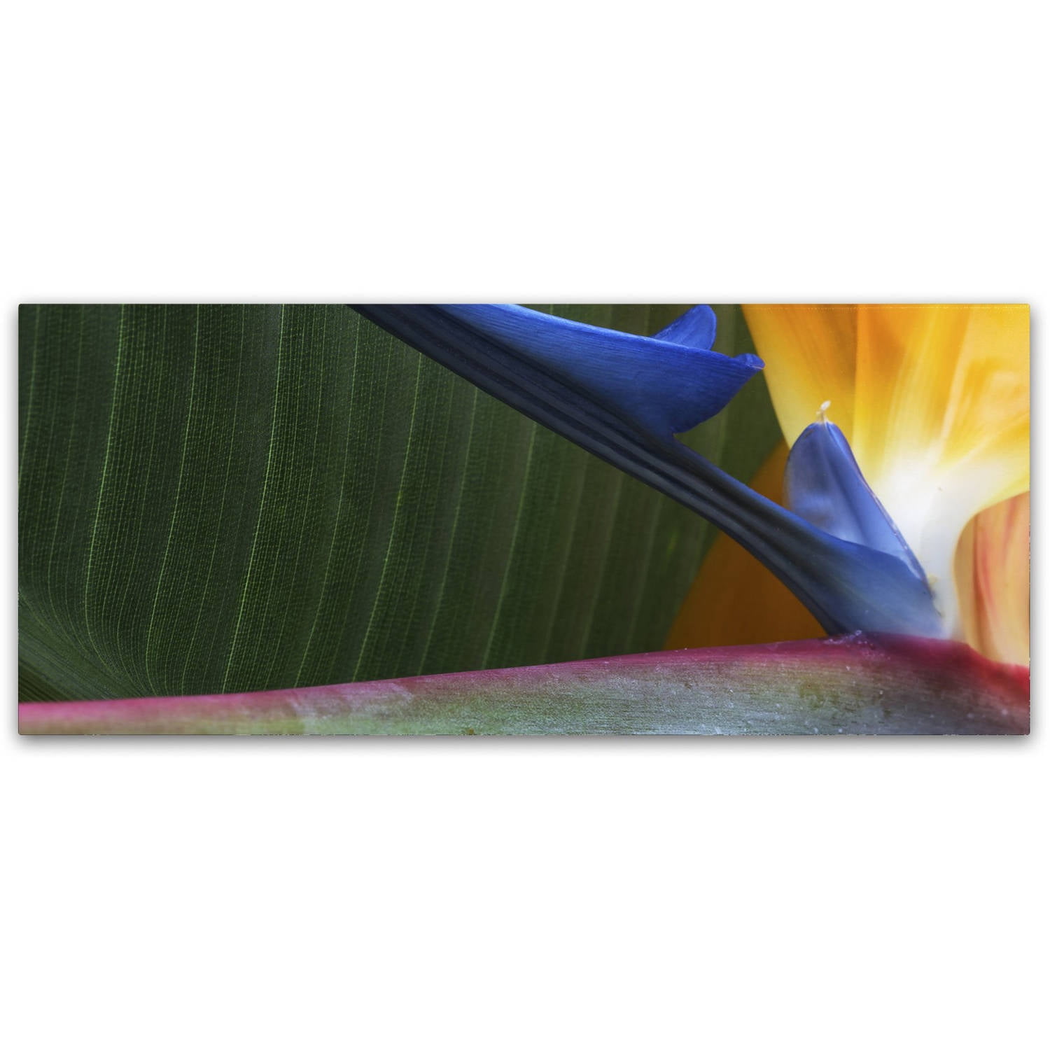 Trademark Fine Art "Bird of Paradise Abstract" Canvas Art by Kurt Shaffer