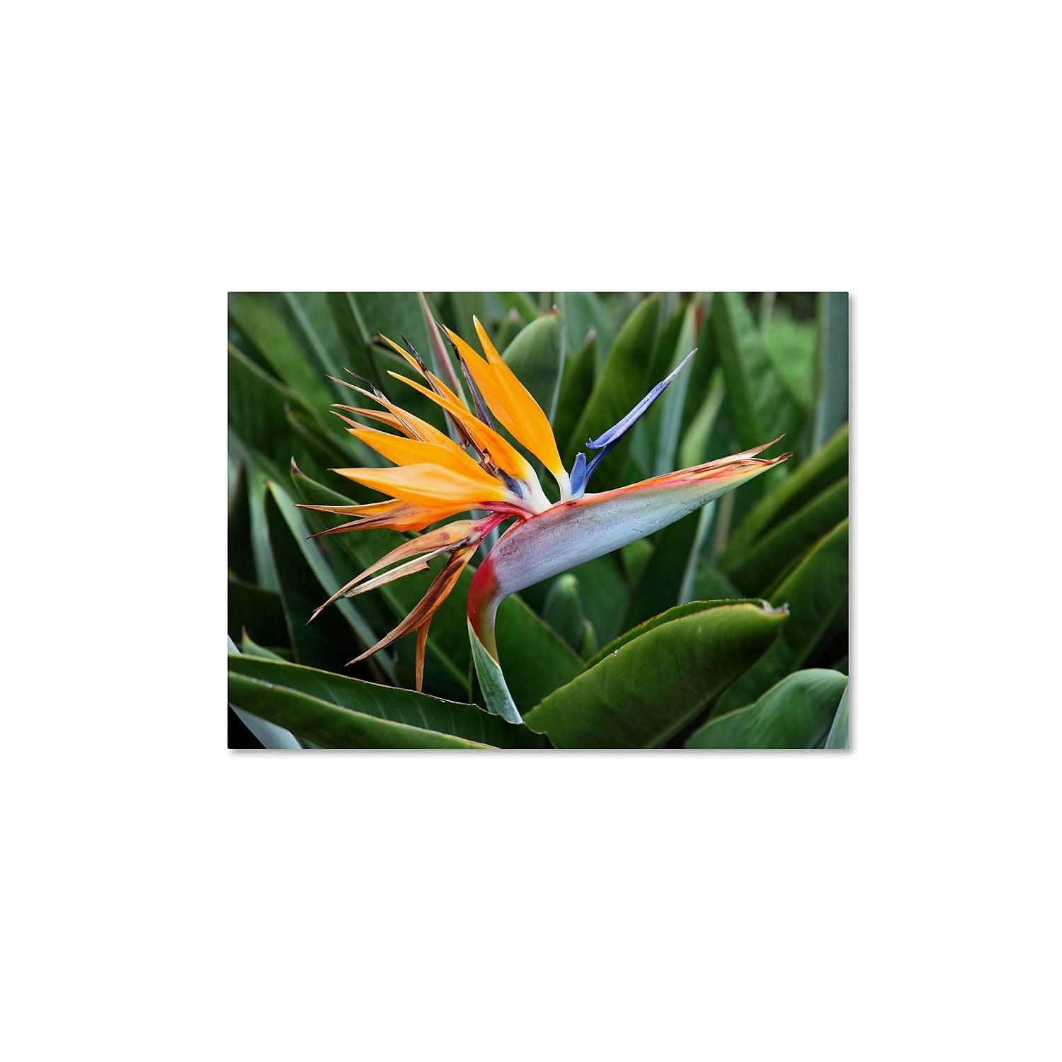 Trademark Fine Art "Bird of Paradise" Canvas Art by Pierre Leclerc