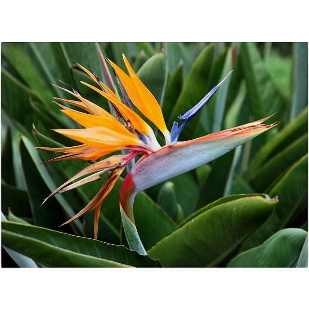 Trademark Fine Art "Bird of Paradise" Canvas Art by Pierre Leclerc