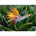 thumbnail image 1 of Trademark Fine Art "Bird of Paradise" Canvas Art by Pierre Leclerc, 1 of 3
