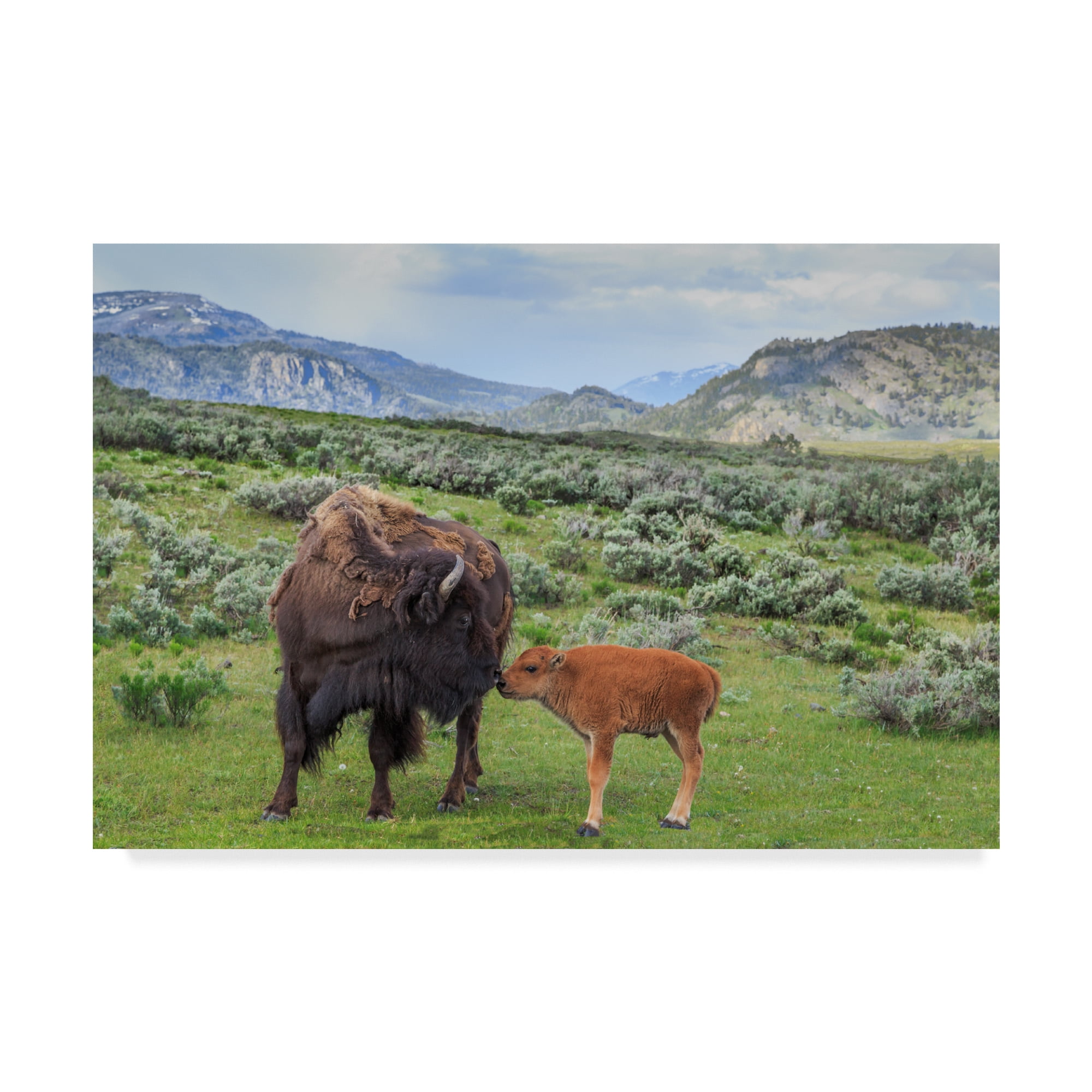 Trademark Fine Art 'Bison And Calf' Canvas Art by Galloimages Online
