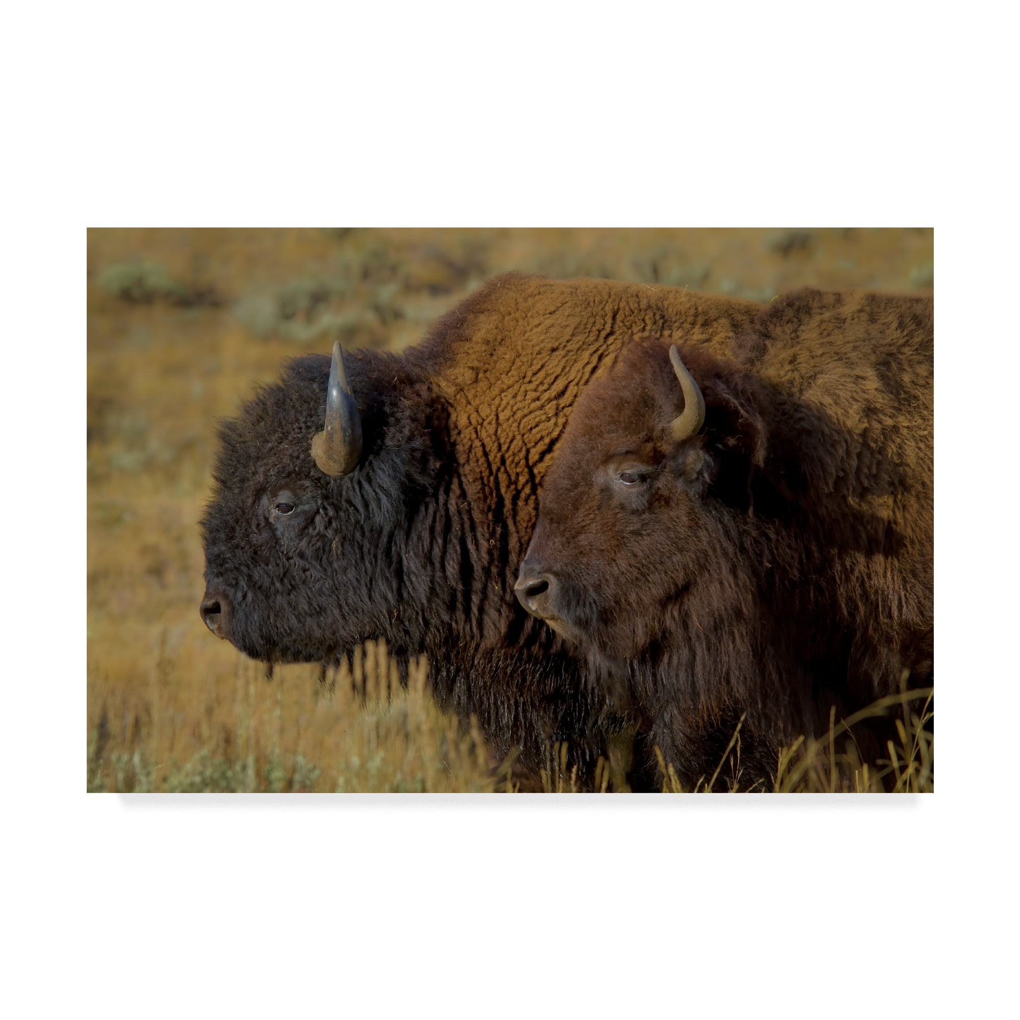 Trademark Fine Art 'Bison Duo' Canvas Art by Galloimages Online