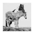 thumbnail image 1 of Trademark Fine Art 'Black And White Horses I' Canvas Art by PHBurchett, 1 of 4