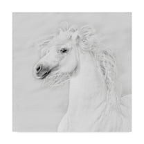 Trademark Fine Art 'Black And White Horses III' Canvas Art by PHBurchett