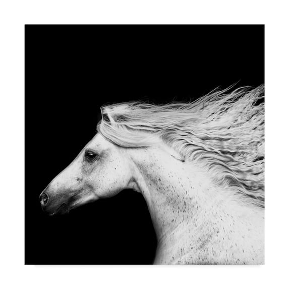 Trademark Fine Art 'Black And White Horses V' Canvas Art by PHBurchett