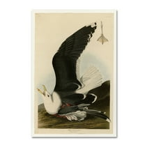 Trademark Fine Art 'Black Backed Gullplate 241' Canvas Art by Audubon