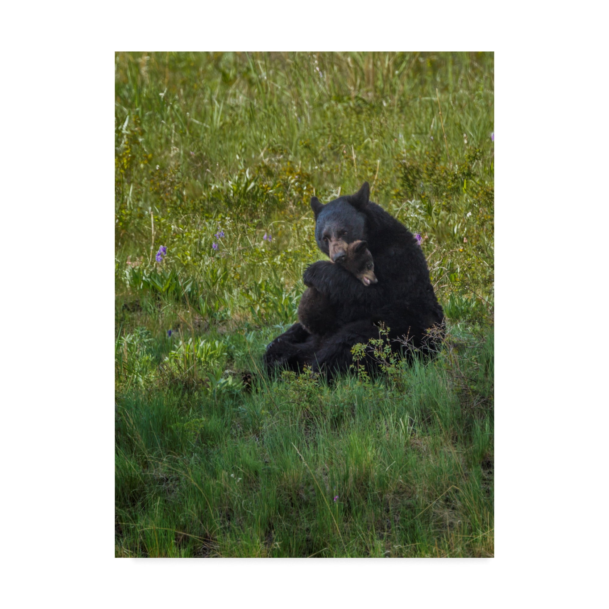 Trademark Fine Art 'Black Bear Hugging Cub' Canvas Art by Galloimages Online