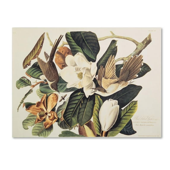 Trademark Fine Art John James Audubon Black-Billed Cuckoo Canvas Wall Art - 35x47