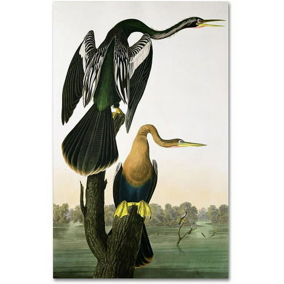 Trademark Fine Art John James Audubon Black-Billed Darter Canvas Wall Art - 12x19