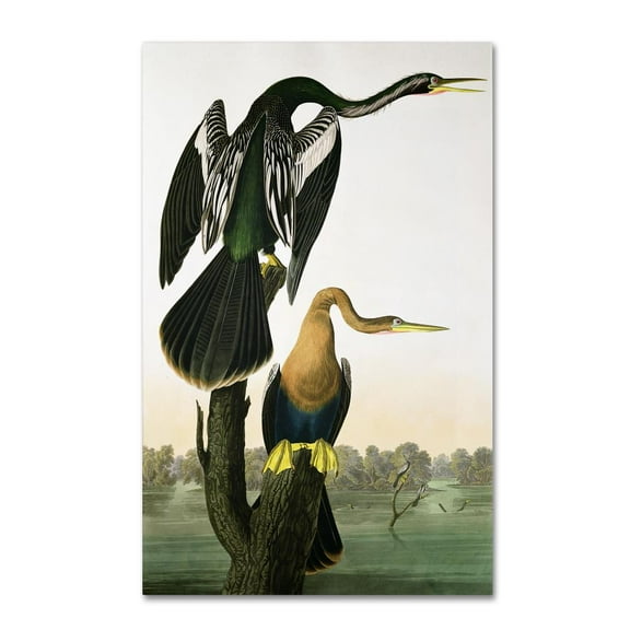 Trademark Fine Art John James Audubon Black-Billed Darter Canvas Wall Art - 22x32