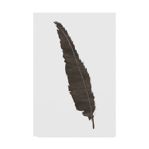 Trademark Fine Art 'Black Feather VI' Canvas Art by Chris Paschke