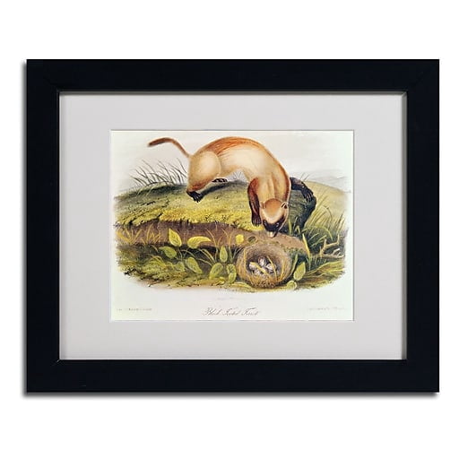 Trademark Fine Art "Black-Footed Ferret" Canvas Art by John James Audubon, Black Frame