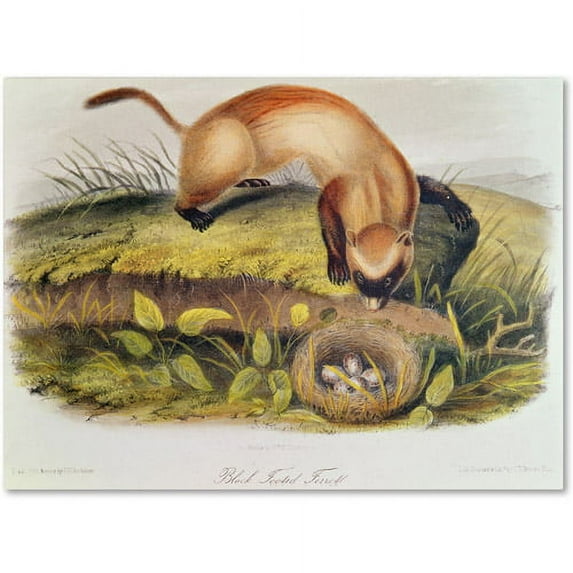 Trademark Fine Art "Black-Footed Ferret" Canvas Art by John James Audubon