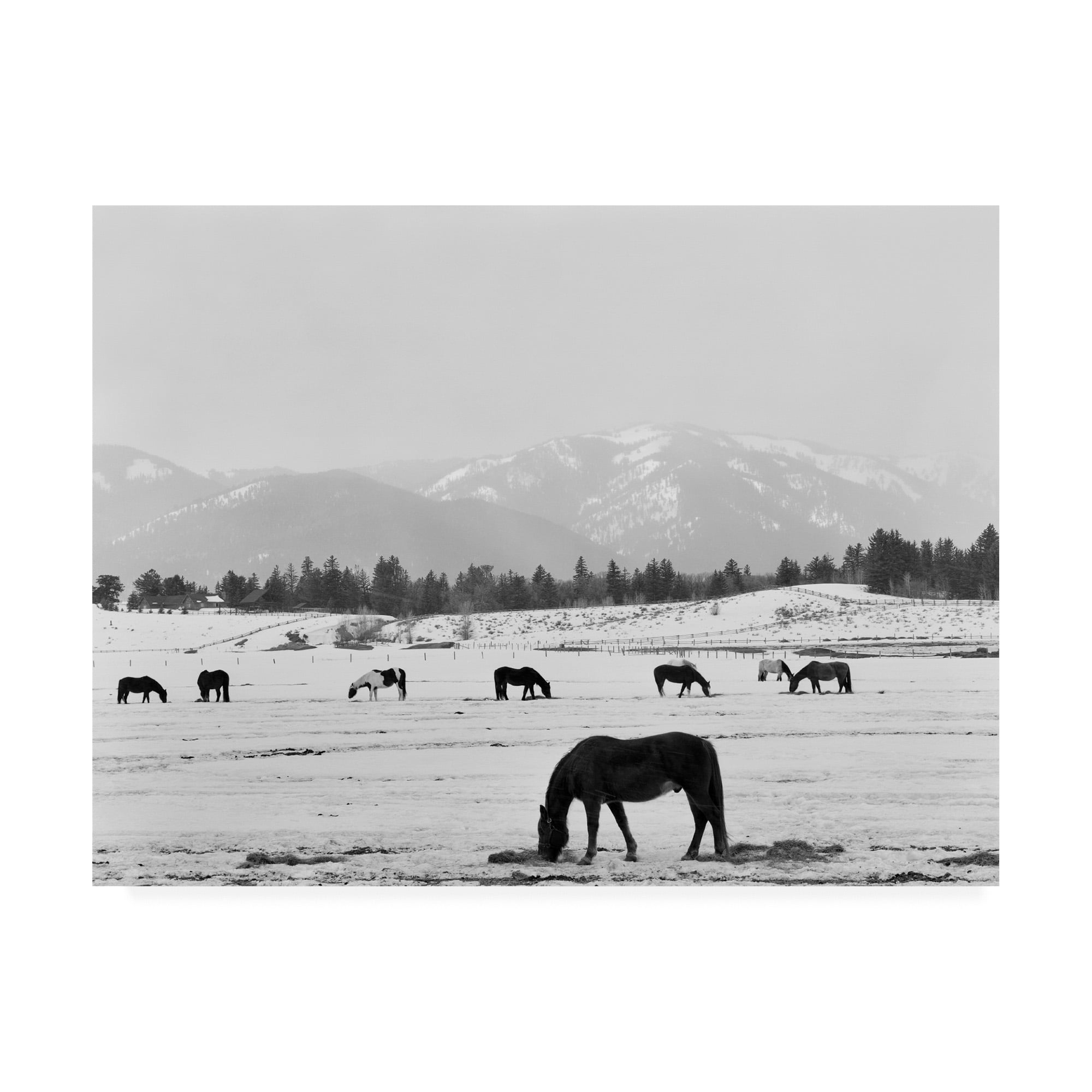 35"x47" Black and White Horse Landscape Canvas Print