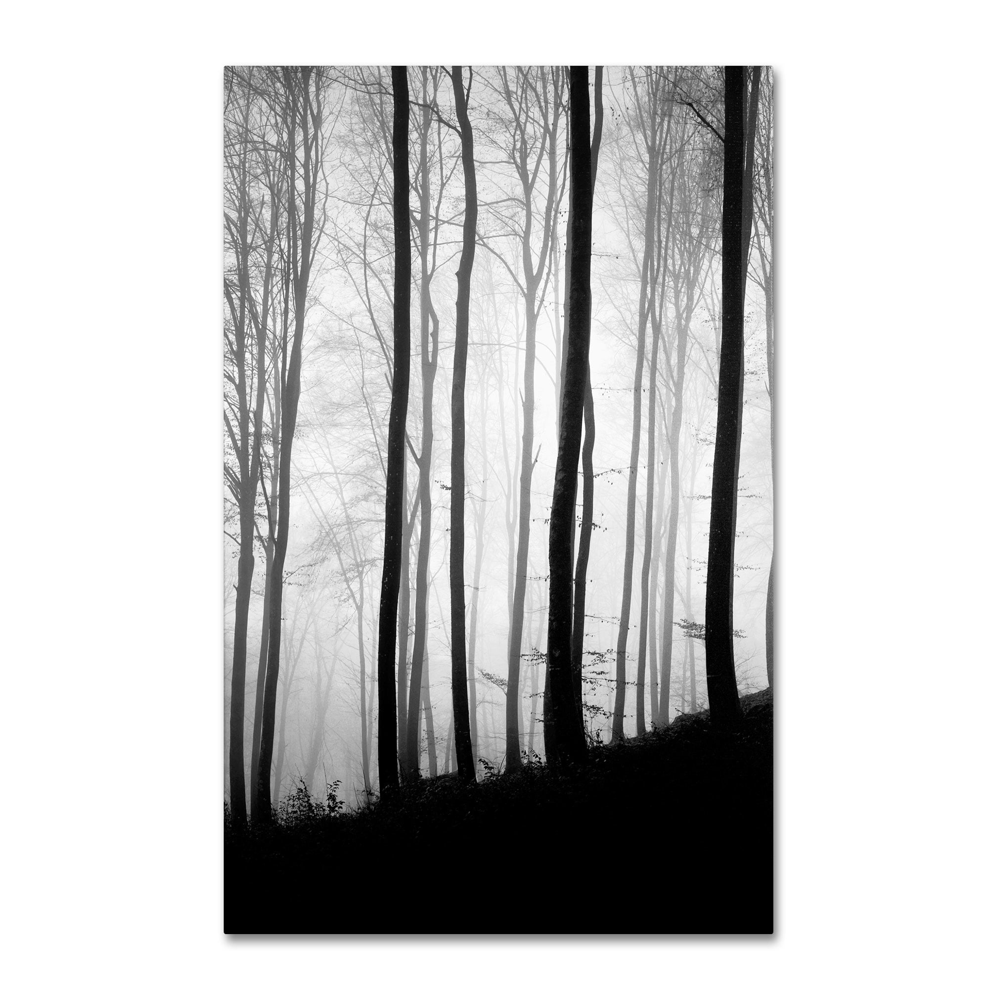 Trademark Fine Art "Black Lines" Canvas Art by Philippe Sainte-Laudy