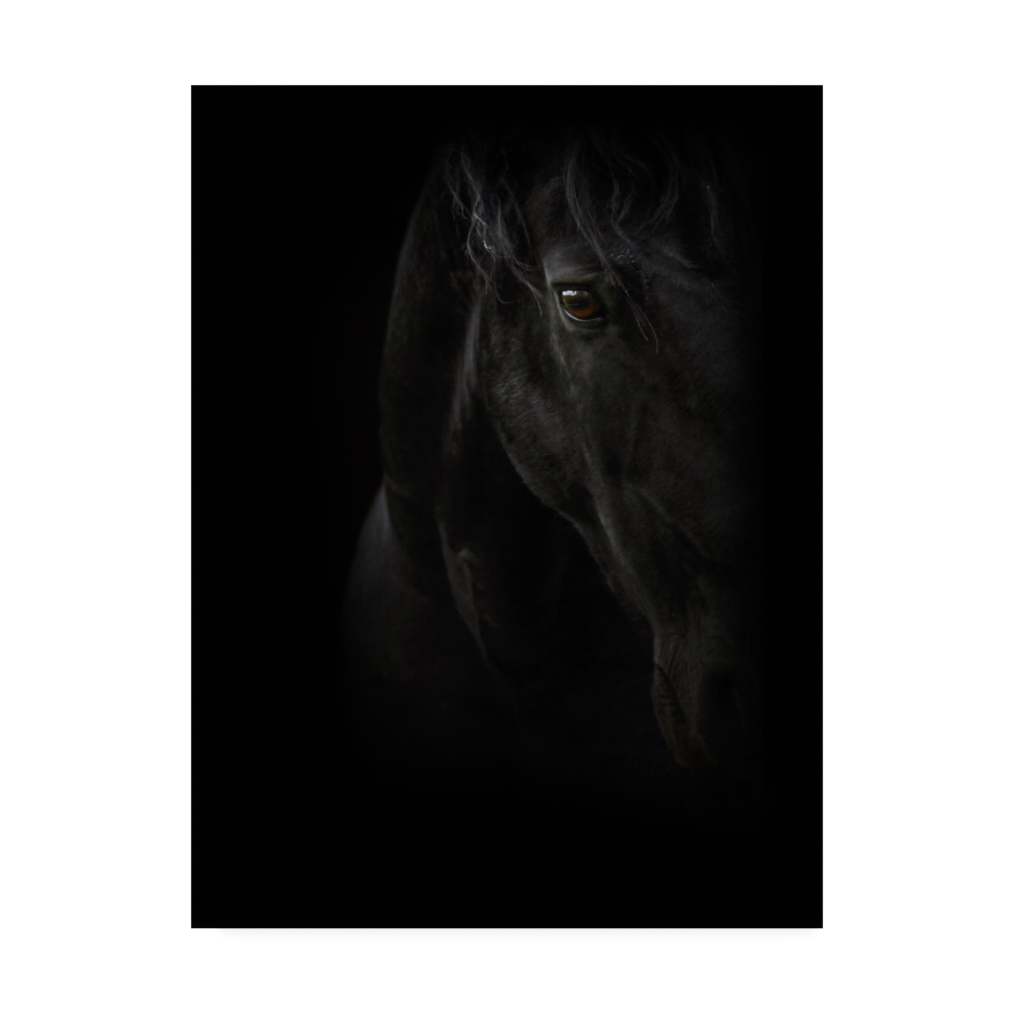 Trademark Fine Art 'Black Pearl' Canvas Art by PhotoINC Studio