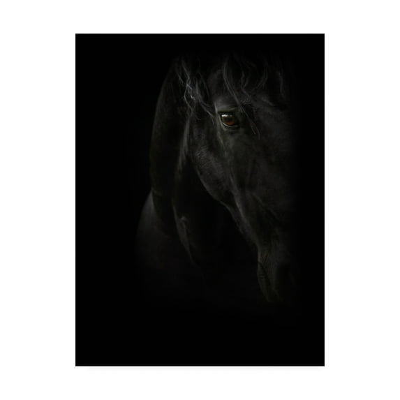 Trademark Fine Art 'Black Pearl' Canvas Art by PhotoINC Studio