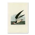 thumbnail image 1 of Trademark Fine Art 'Black Skimmer' Canvas Art by John James Audobon, 1 of 3