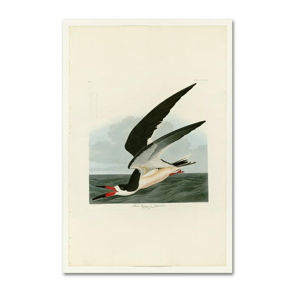 Trademark Fine Art 'Black Skimmer' Canvas Art by John James Audobon