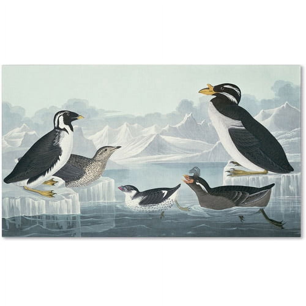 Trademark Fine Art "Black-Throated Guillemot" Canvas Art by John James Audubon