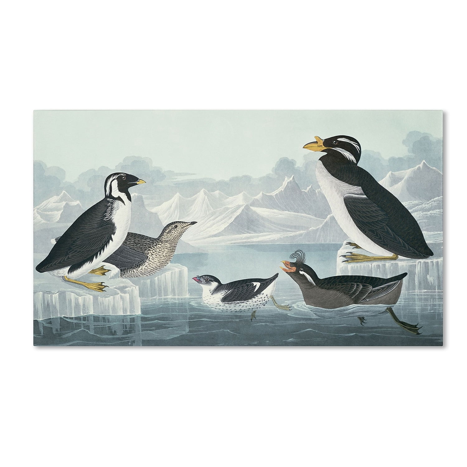 Trademark Fine Art "Black-Throated Guillemot" Canvas Art by John James Audubon