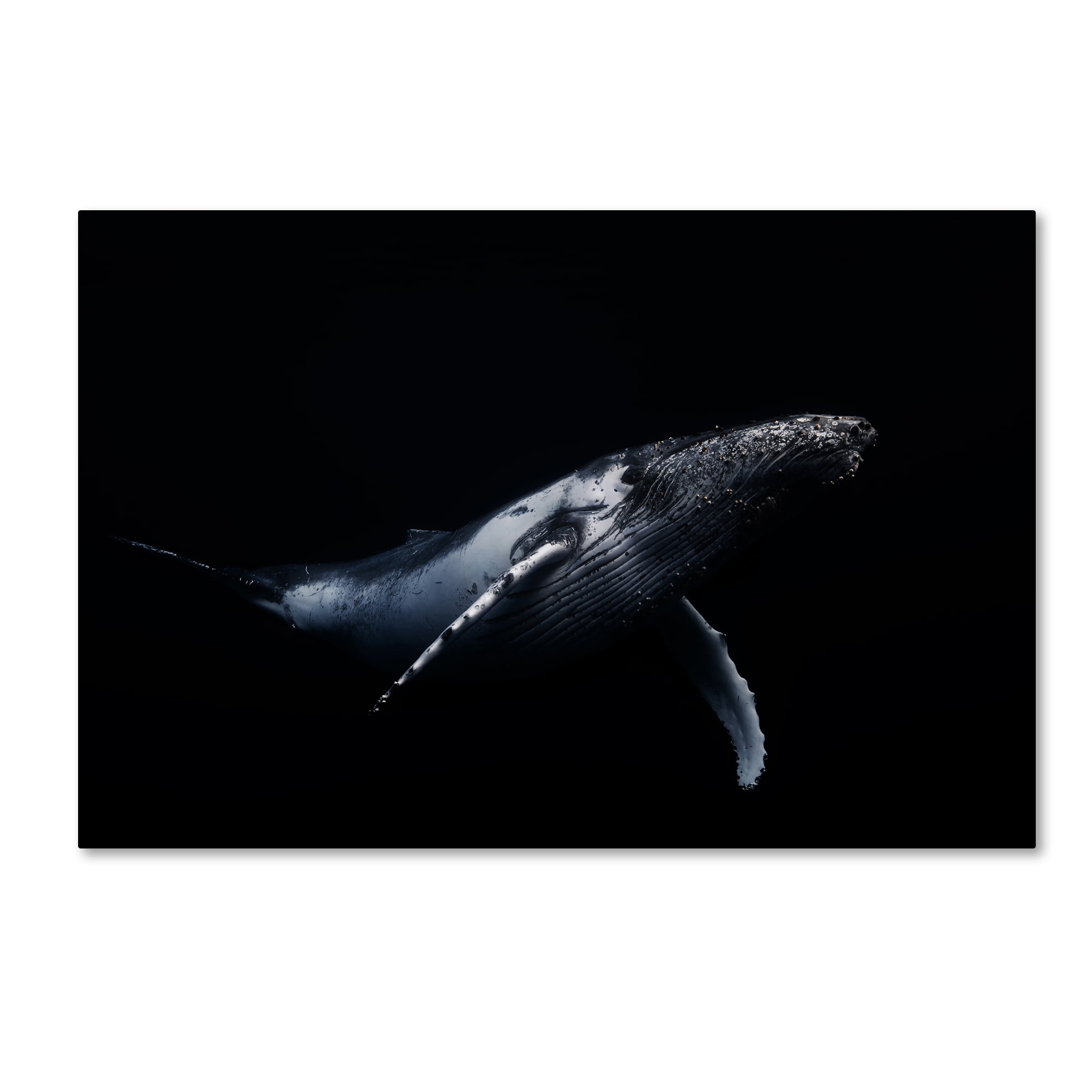 Trademark Fine Art 'Black & Whale I' Canvas Art by Barathieu Gabriel