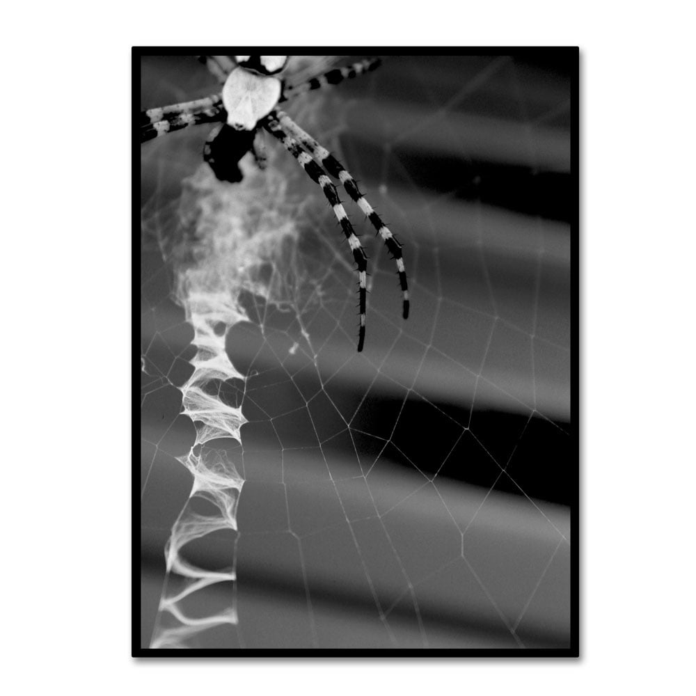 Trademark Fine Art "Black & White Spider & Web" Canvas Wall Art by Patty Tuggle