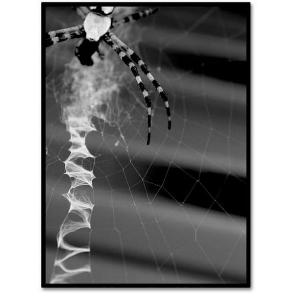 Trademark Fine Art "Black & White Spider & Web" Canvas Wall Art by Patty Tuggle
