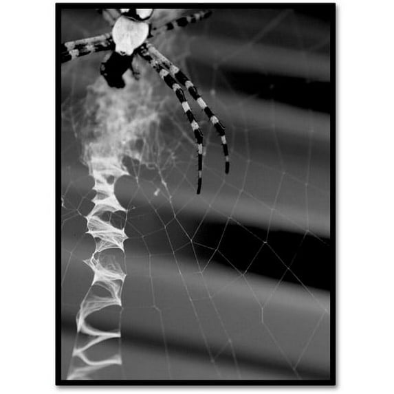 Trademark Fine Art "Black & White Spider & Web" Canvas Wall Art by Patty Tuggle