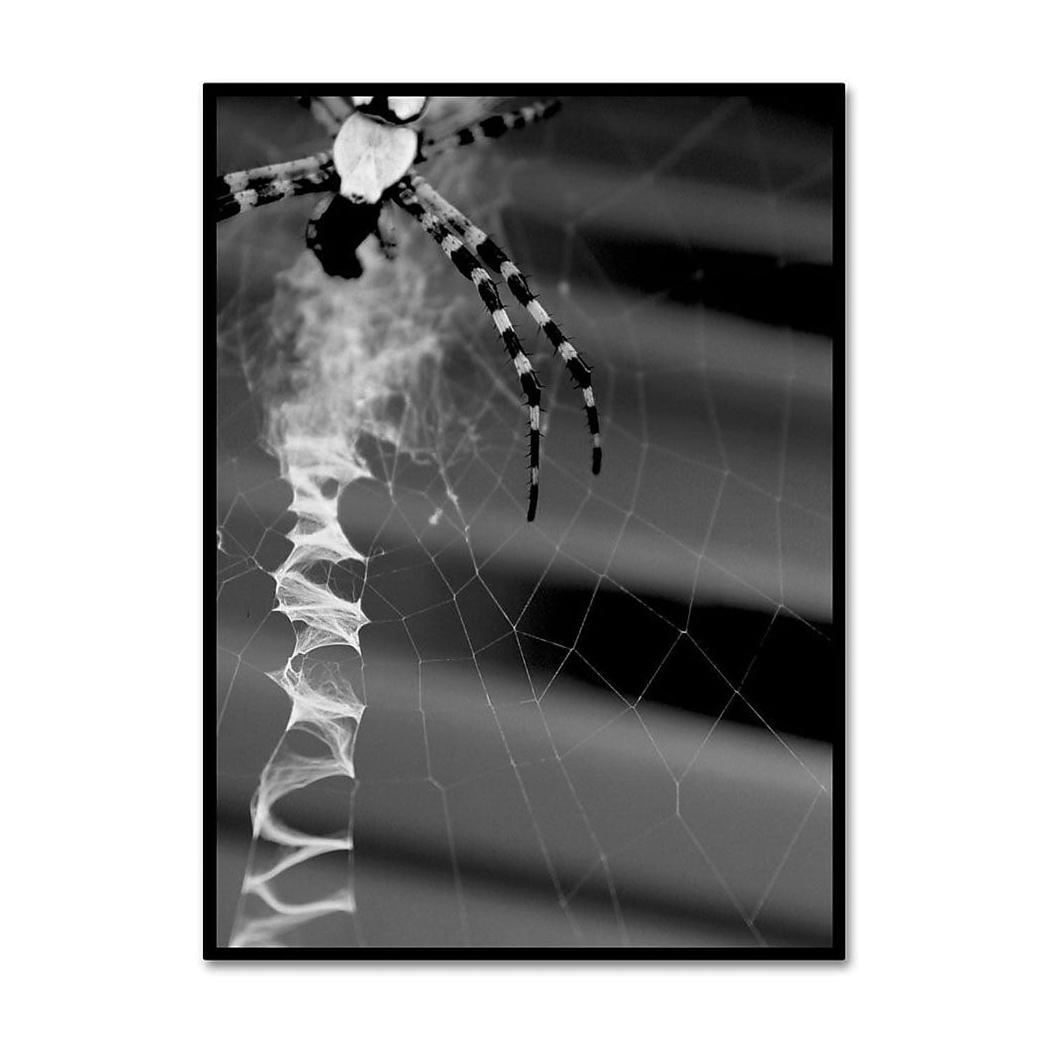 Trademark Fine Art "Black & White Spider & Web" Canvas Wall Art by Patty Tuggle