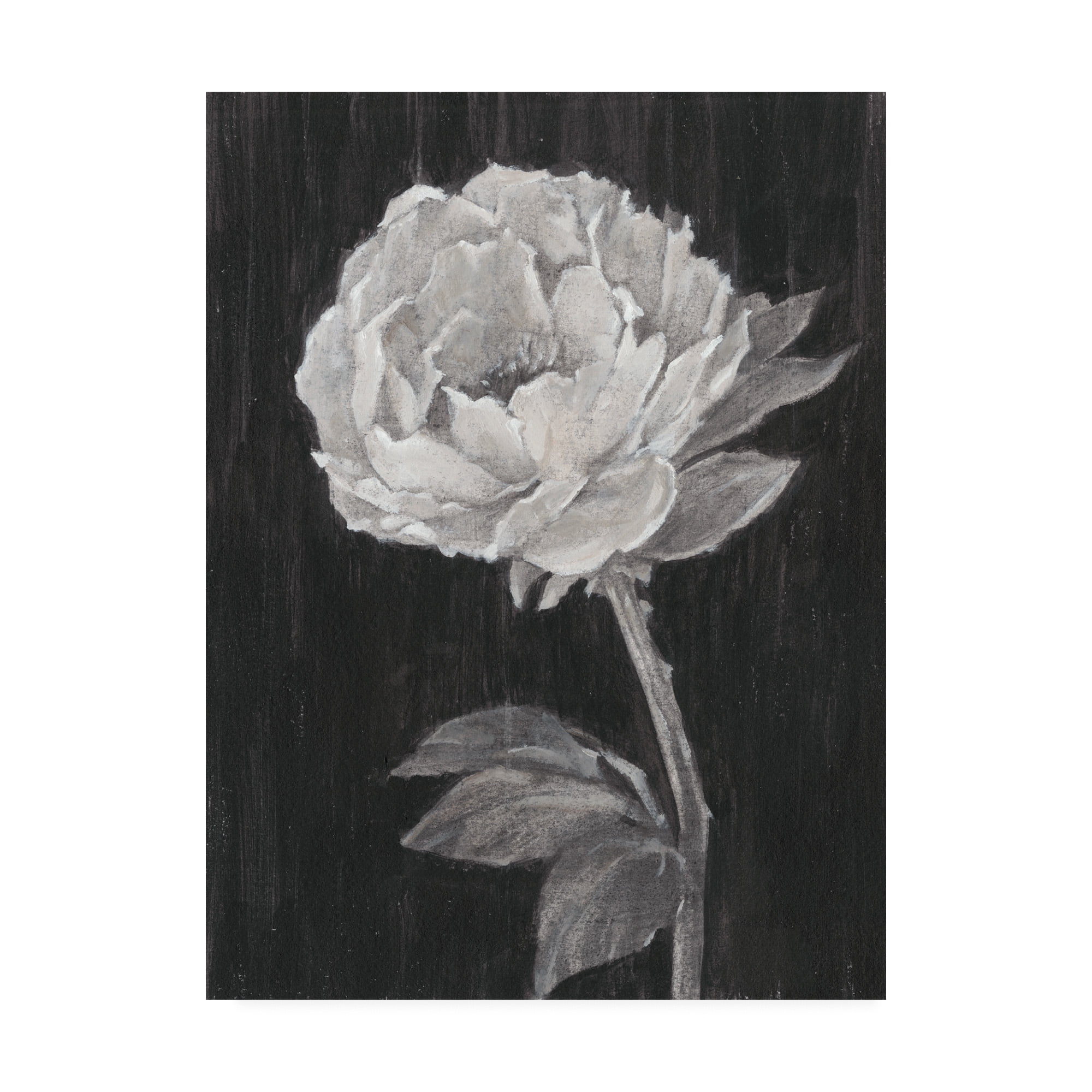 Trademark Fine Art 'Black and White Flowers II' Canvas Art by Ethan Harper
