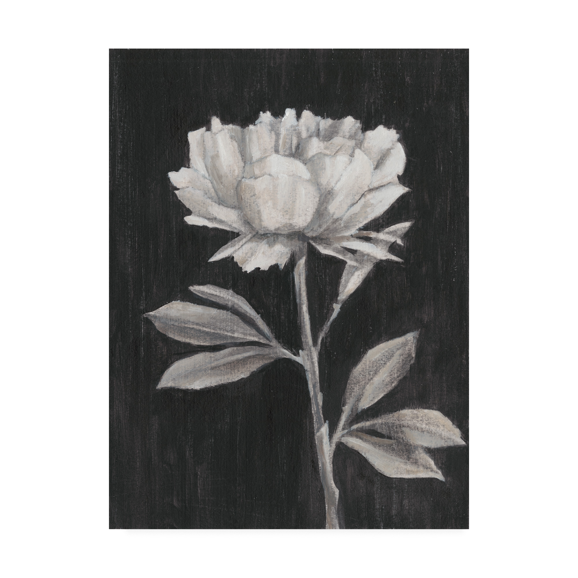 Trademark Fine Art 'Black and White Flowers III' Canvas Art by Ethan Harper