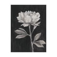 thumbnail image 1 of Trademark Fine Art 'Black and White Flowers III' Canvas Art by Ethan Harper, 1 of 3