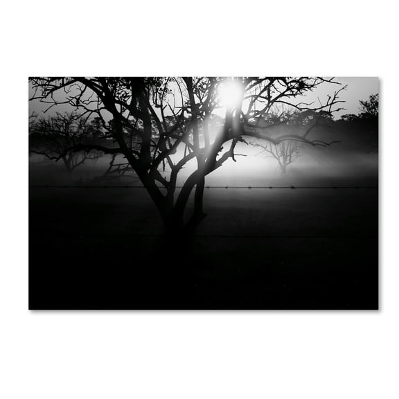 Trademark Fine Art 'Black and White Morning Groves' Canvas Art by Patty Tuggle