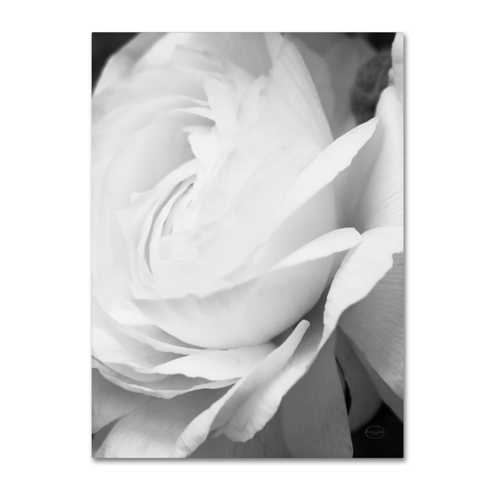 Trademark Fine Art 'Black and White Petals II' Canvas Art by Brookview Studio
