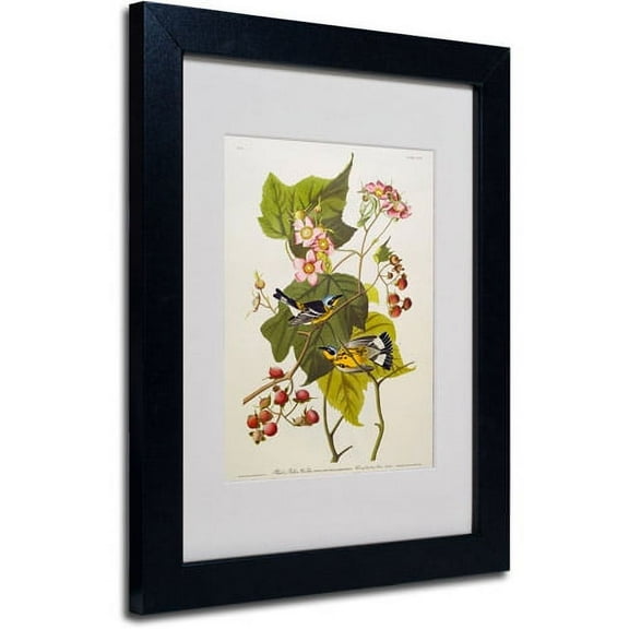Trademark Fine Art "Black and Yellow Warbler" Canvas Art by John James Audubon, Black Frame