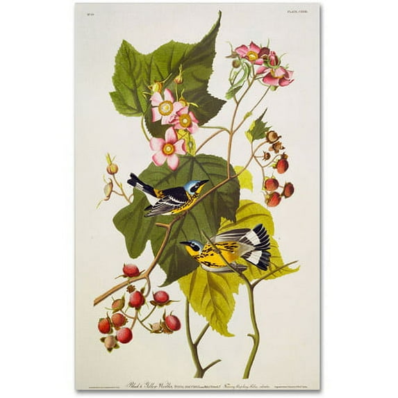 Trademark Fine Art "Black and Yellow Warbler" Canvas Art by John James Audubon
